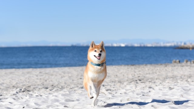 柴犬と海