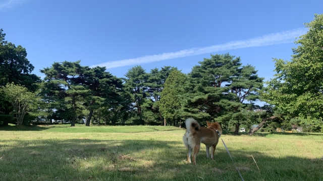 柴犬と芝生